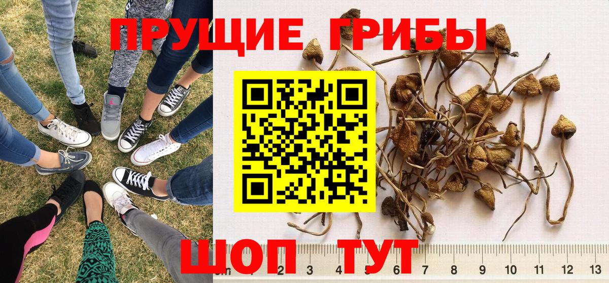 Псилоцибиновые грибы MAGIC MUSHROOMS  где продают наркотики  Вход с VPN  Жуковский  Псилоцибиновые грибы Cubensis 